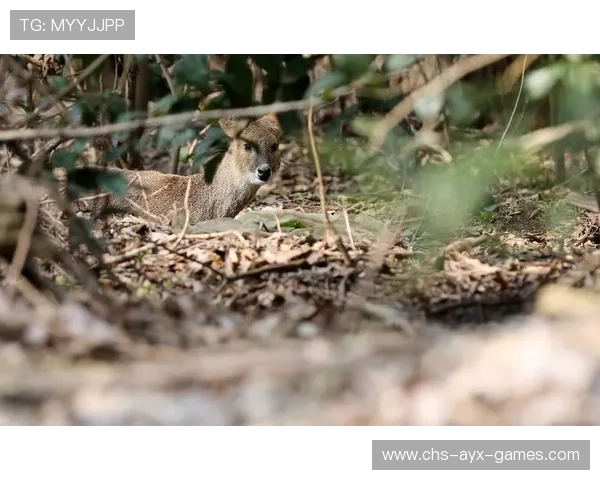 城市安全告急：野生动物频繁入侵？，野生动物频繁进城